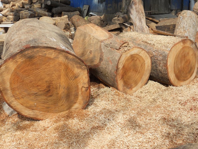 Raw logs before milling