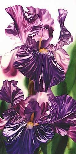Batik iris