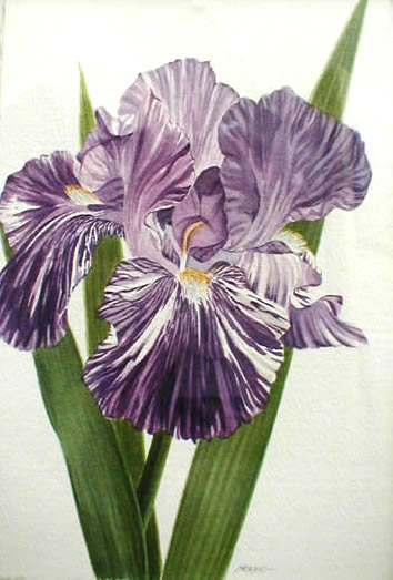 Batik
                  Iris Study