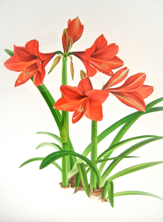 Cluster
                  of Red Amaryllis