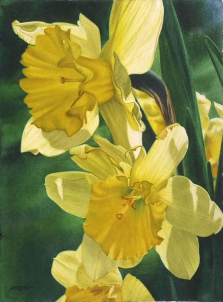 Dappled
                  Daffodils