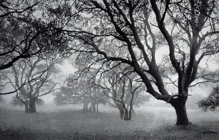 Oak in
                  Fog