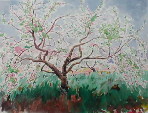 Orchard Tree In Blossom