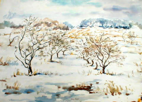 Orchard Trees In Winter