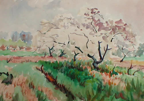 Row Of Blossoming Orchard Trees
